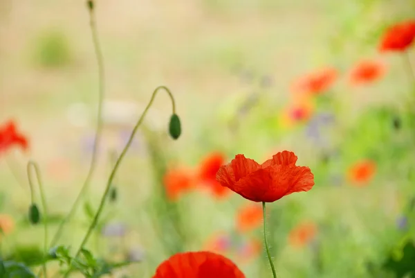 stock image Red poppy