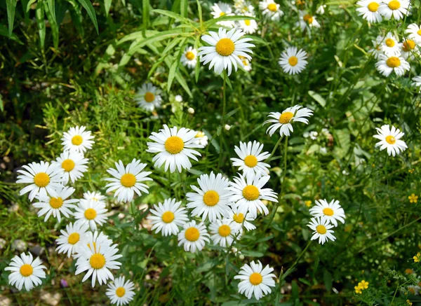 Zomer daisy achtergrond — Stockfoto