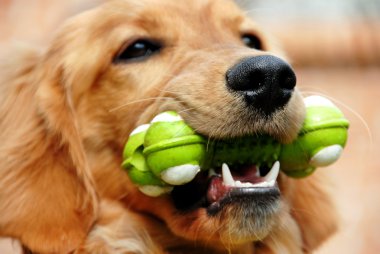 Golden retriever with toy clipart