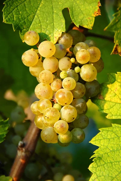 Druiven cluster — Stockfoto