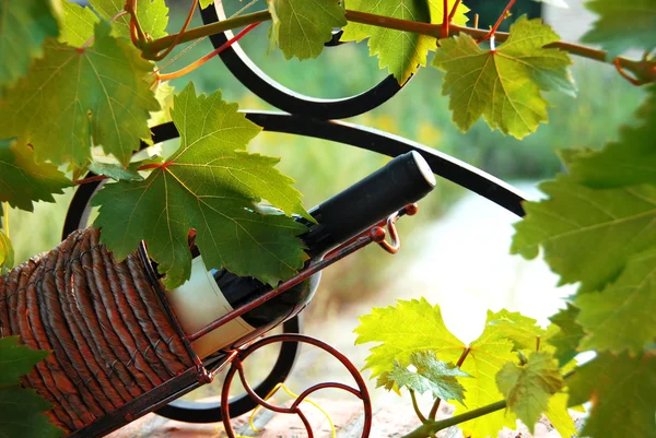 Butelka wina między liście winorośli — Zdjęcie stockowe
