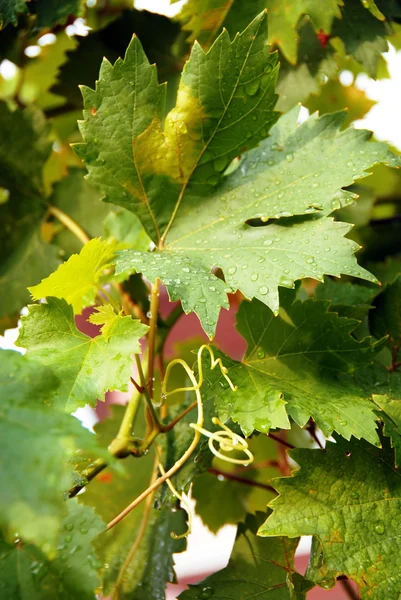 Viny листя — стокове фото