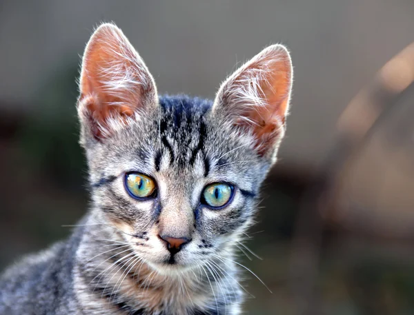 Портрет молодого кота — стоковое фото