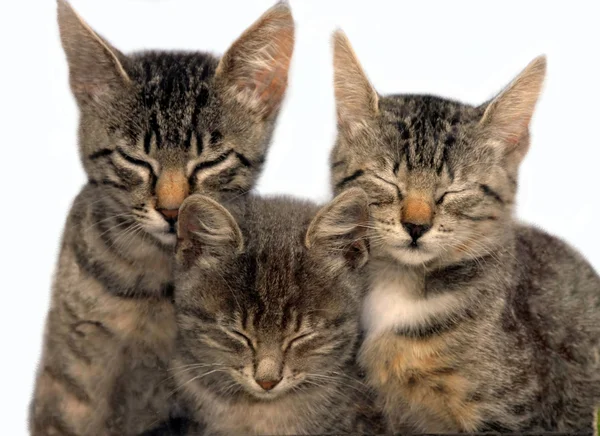 Três gatos adormecidos sentados — Fotografia de Stock