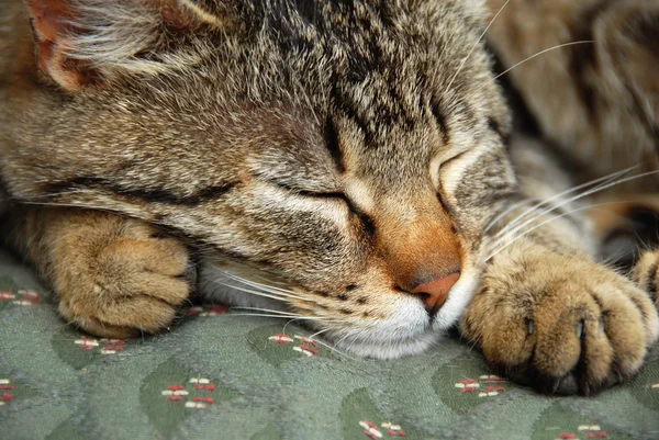 Портрет спящей кошки — стоковое фото