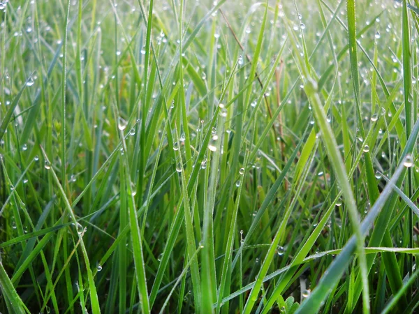 Fondo natural de hierba verde — Foto de Stock