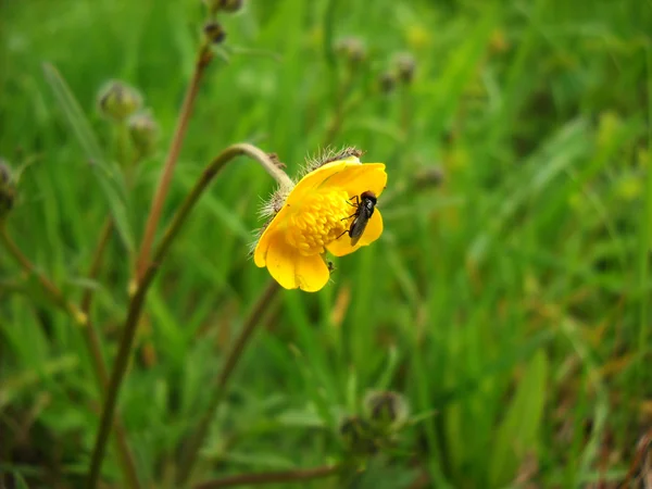 Voar em flor amarela — Fotografia de Stock