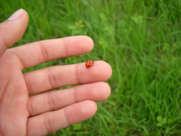 Uğur böceği üstünde parmak — Stok fotoğraf