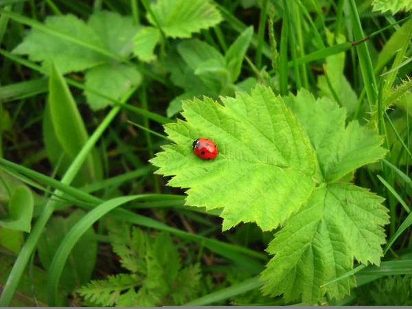 Ladybird över grönt blad — Stockfoto
