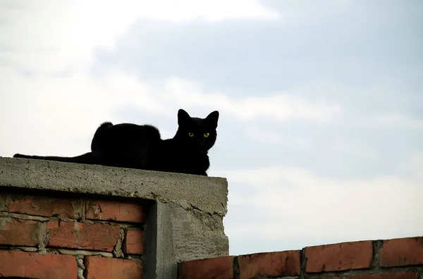 Kedi tuğla duvar — Stok fotoğraf