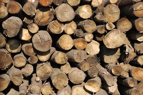 Wood pile — Stock Photo, Image
