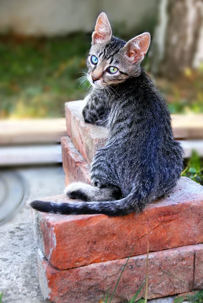 Jeune chat couché sur des briques dans la cour — Photo