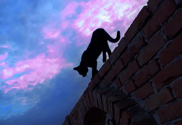 Tuğla duvar yürüyen kedi — Stok fotoğraf