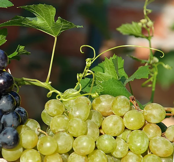Uvas y plantas de vid — Foto de Stock