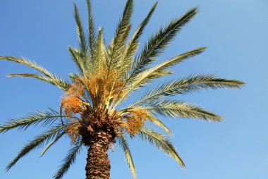 Palm taç