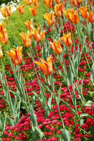 Orange tulips background — Stock Photo, Image