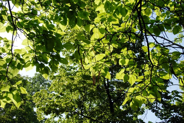 阳光灿烂的树叶背景 — 图库照片