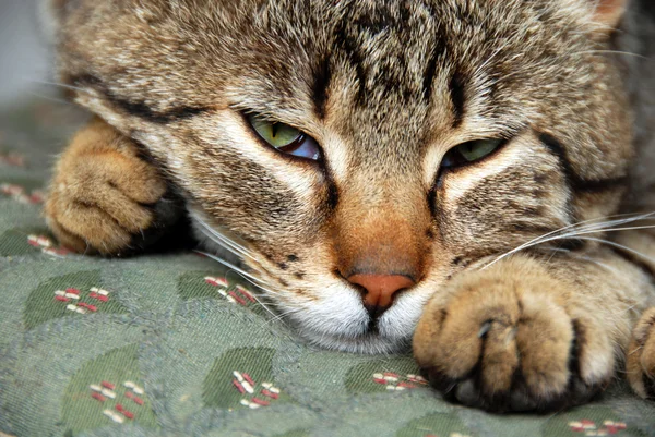 目を覚ます睡眠の猫の肖像画 — ストック写真