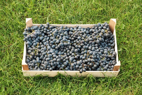 stock image Blue grapes over green grass