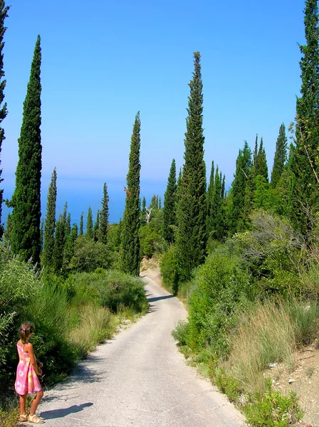 Vägen mellan cypresser — Stockfoto