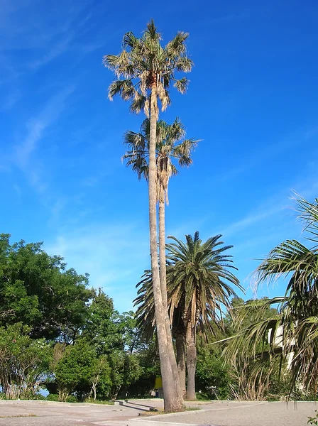 Palmen over blauwe hemel — Stockfoto