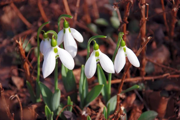 stock image Snowdrops