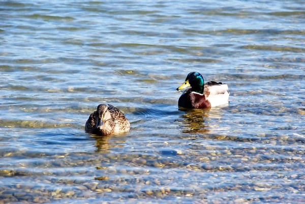 Pato casal na água — Fotografia de Stock