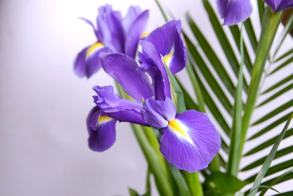 Irises — Stock Photo, Image