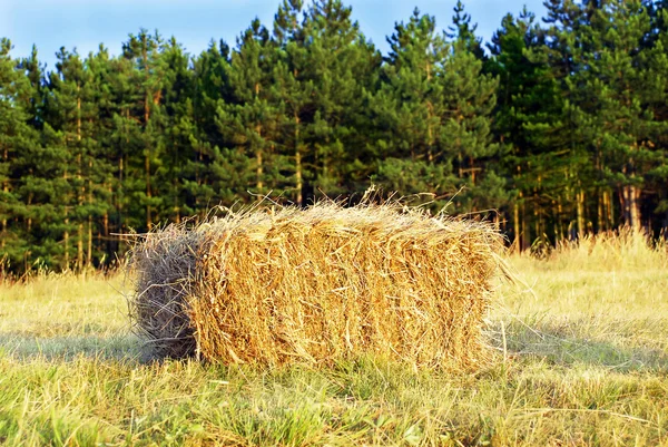 Wafer of hay — Stock Photo, Image