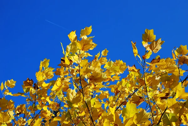 Yellow autumn leaves blue sky — Stock Photo, Image
