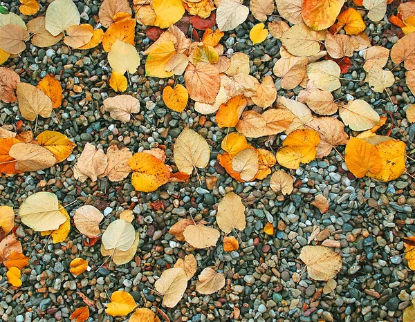 Automne feuilles humides fond sur les roches — Photo