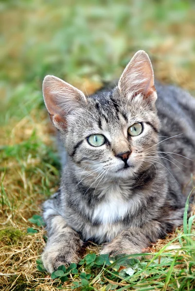 横になっている灰色の猫 — ストック写真