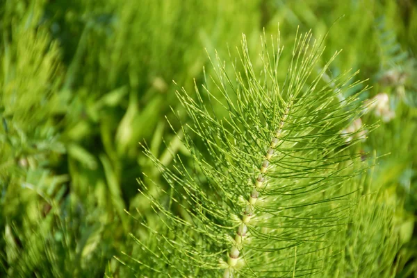 Grön botaniska bakgrund — Stockfoto