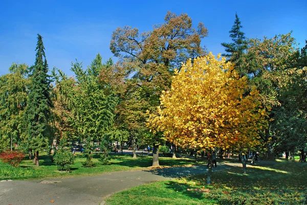 Sonbahar parkı manzarası