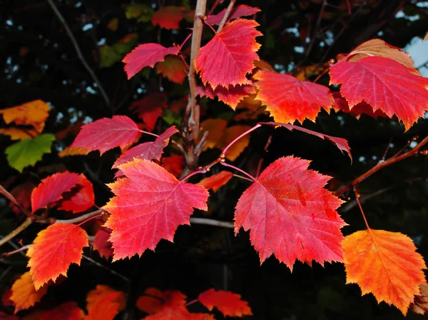 Hojas rojas de otoño —  Fotos de Stock