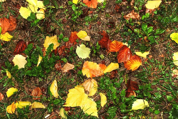 Podzimní mokré listy pozadí — Stock fotografie