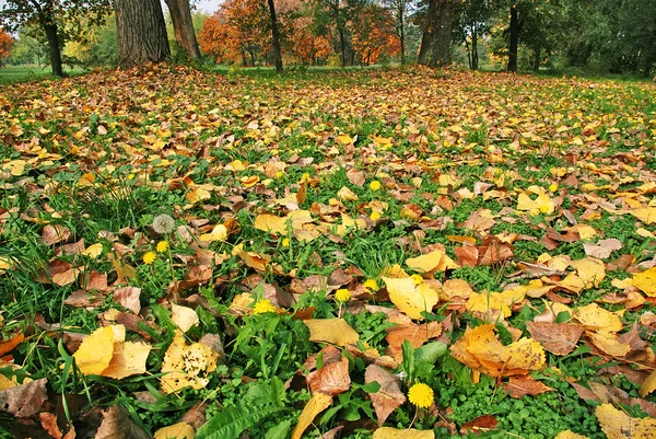 Terreno de outono — Fotografia de Stock