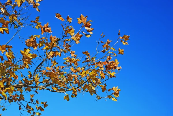 Žlutá podzimní listí modrá obloha — Stock fotografie