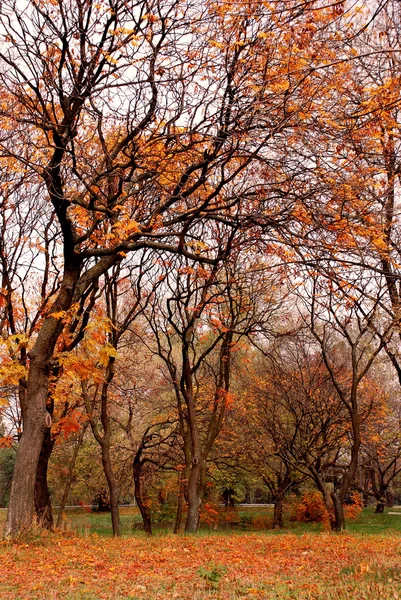 Parque de otoño —  Fotos de Stock