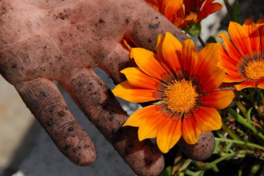 Orange flower in garden in dirty hand clipart