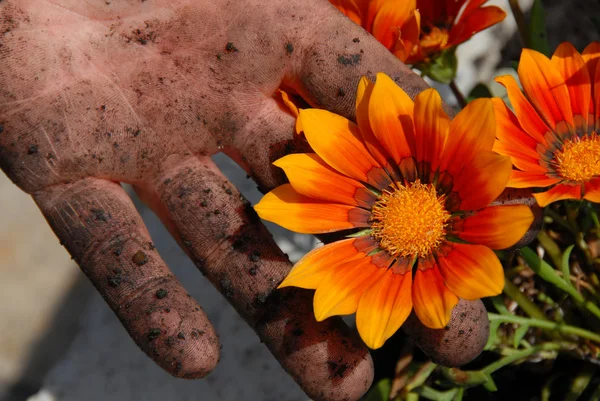 Oranje bloem in tuin in vuile hand — Stockfoto