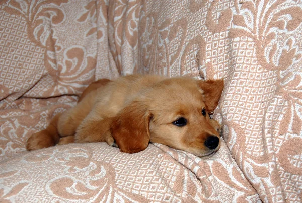Kicsi kutya a kanapén feküdt — Stock Fotó