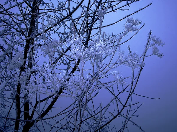 Branche congelée — Photo