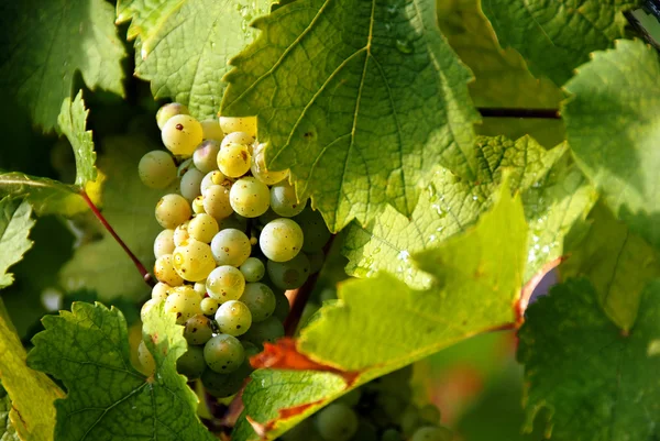 Кластер винограда — стоковое фото