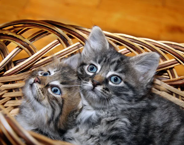 Ładny kotek w koszyczek drobnych — Zdjęcie stockowe