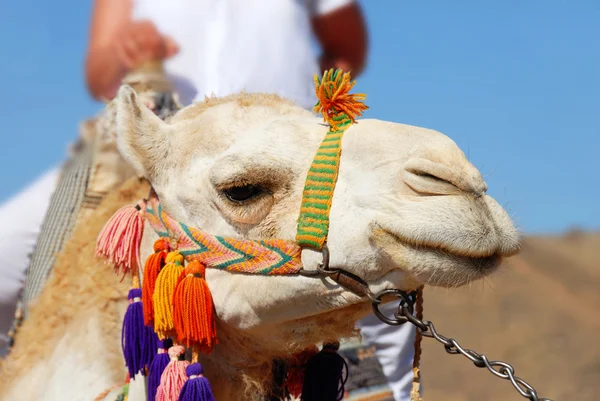 Camel portrait Stock Picture