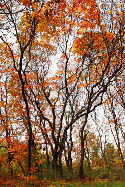 Paesaggio d'autunno — Foto Stock