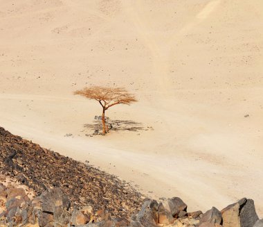 Lonely dry tree in Egypt desert clipart