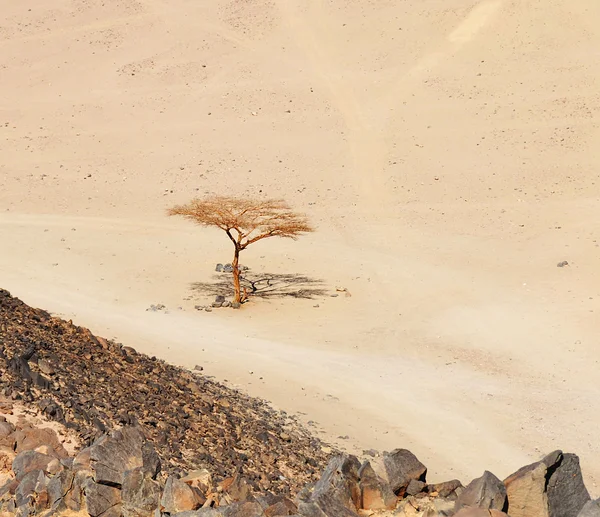 Самотня сухе дерево в Єгипті пустелі — стокове фото