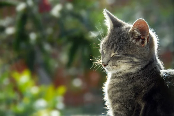 Γκρίζα γάτα πλευρά άποψη πορτρέτο — Φωτογραφία Αρχείου